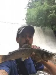 Native brown trout
