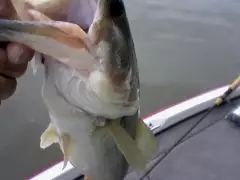 6 poung largemouth