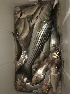 20 inch striper.white perch.spot and croaker