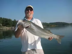 Striped bass