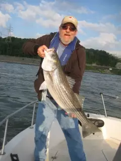 Striped bass