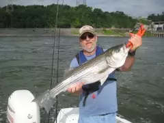 Striped bass