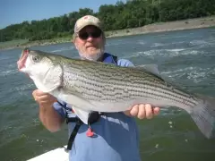 Striped bass