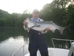 Striped bass