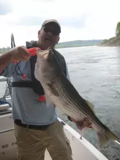 Striped bass