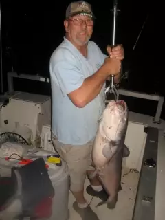 Catfish