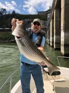 Striped Bass