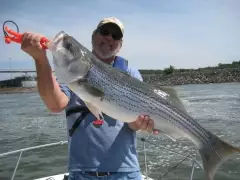 Striped Bass