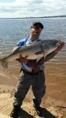 Striped Bass