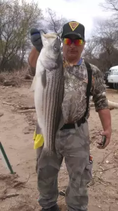 Spring Striper