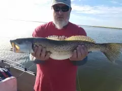 Speckled Trout 26"