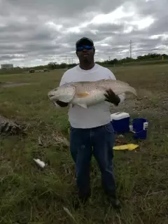 Redfish
