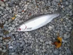 A small rainbow trout, 1st rainbow for me this year!
