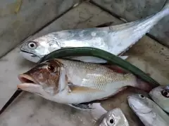 sharry fish