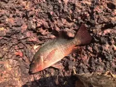 Red snapper