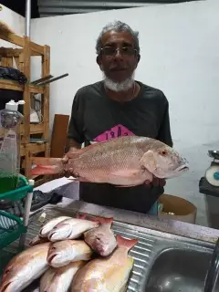 Mutton snapper