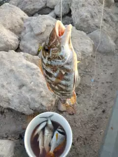 sharri fish