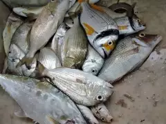 mixed