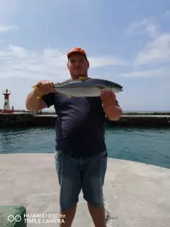 Yellowtail