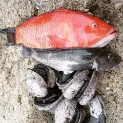 Red moki, Blue cod, Paua(Abalone), Green shells