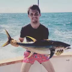 Yellow fin tuna