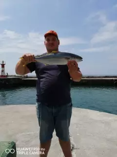 Yellow tail