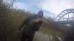 carp