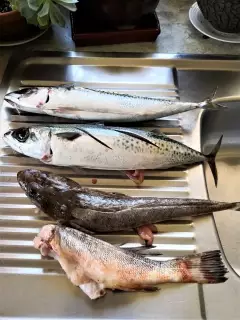 Mackerel.. Flathead.. Gurney .