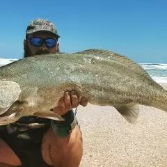 Mulloway