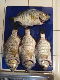 Surf Perch & White Croaker