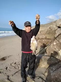 Surf Perch 1-15-2020