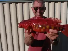 Harlequin fish