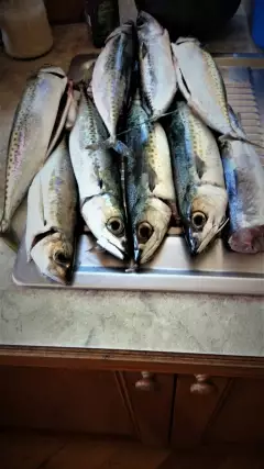 Blue mackerel