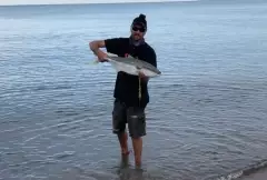 Another Golden Bay Kingfish caught in the shallows