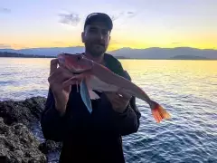 Nice big red gurnard - rock fishing