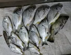Pakistani lovely Bream local name is Phukkiya