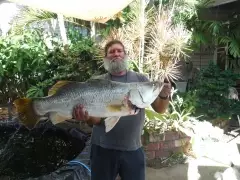 Fitzroy River Barramundi.