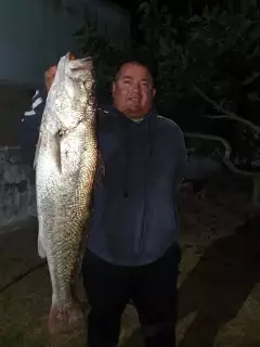 Cob / Kabeljou