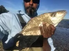 Spotted Grunter