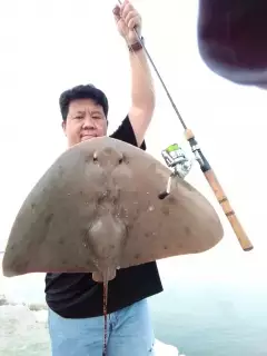 5kg Sting Ray