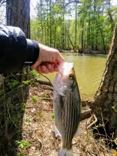 Striper