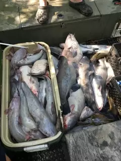 67 blues and channel cat morning of 4/4/20 Mississippi River