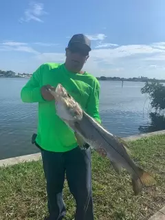 Snook