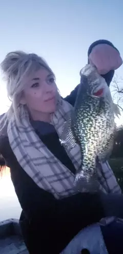 Crappie