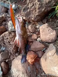 Mangrove red snapper