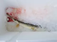 Flat head and Gar