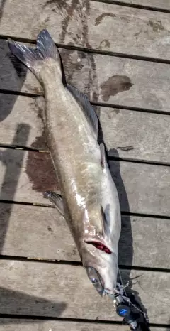Channel catfish... 28"