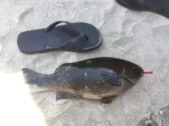 Is this Opaleyes ?