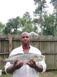 Speckled Trout