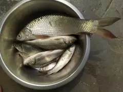 Mrigal Fish